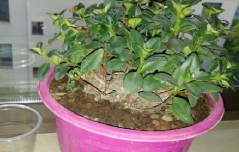 金鱼吊兰叶子干瘪，是怎么原因 金鱼吊兰叶子干瘪,是怎么原因造成的