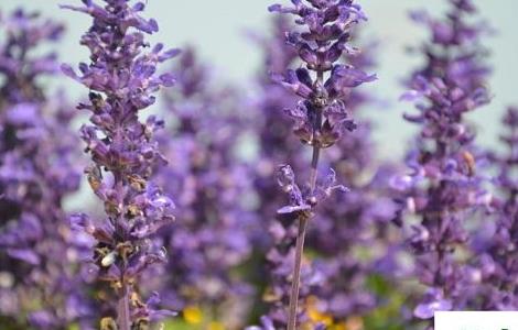 鼠尾草的养殖方法和注意事项（鼠尾草养殖应注意事项）