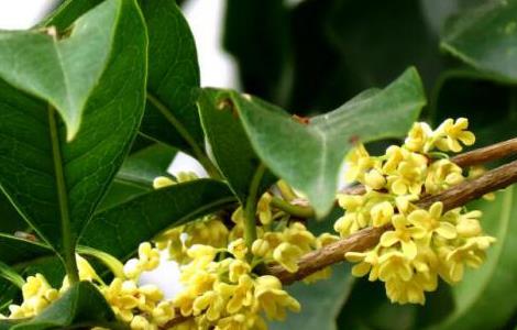 桂花有毒吗(桂花的功效与作用)