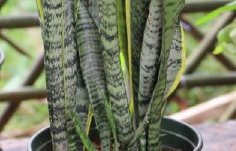 虎皮兰养护方法和注意事项（虎皮兰养护方法和注意事项）