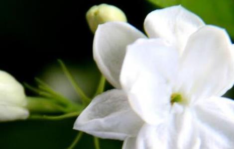 茉莉花怎么浇水(冬季茉莉花怎么浇水)