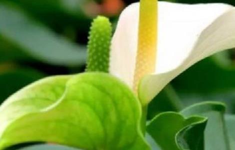 白掌变绿掌的原因 白掌为什么发绿