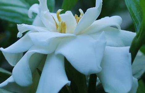 栀子花如何养护管理 栀子花养护管理工作月历