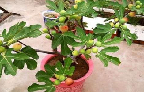 无花果盆栽需要多大的盆（无花果盆栽需要多大的盆种）