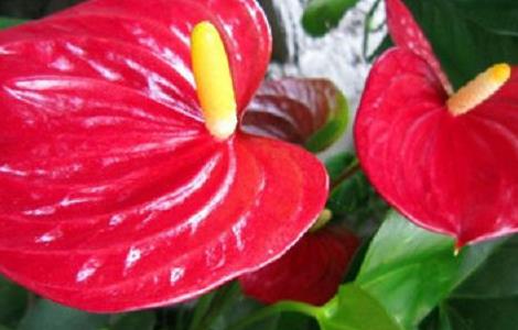 红掌掌面褪色怎么办 红掌褪色怎么处理