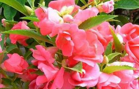 凤仙花怎么播种种植 凤仙花怎么播种种植方法