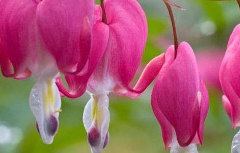 灯笼花小苗怎么养 灯笼花小苗怎么养活