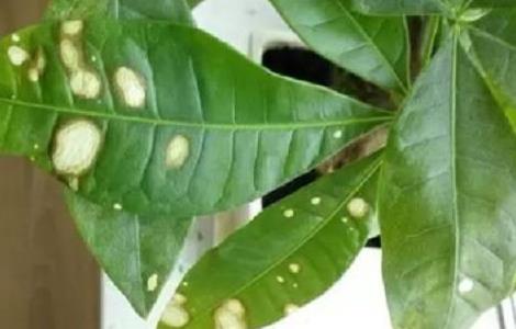 发财树叶子出现斑点怎么办（发财树叶子斑点怎么办?）