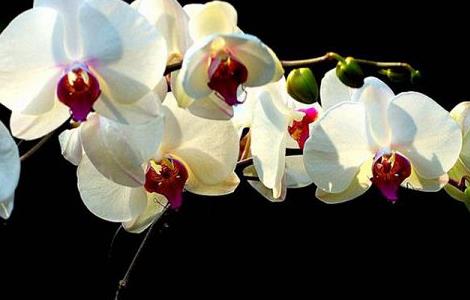 蝴蝶兰冬天的养殖方法和注意事项 蝴蝶兰冬天的养殖方法和注意事项图片