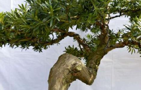 罗汉松怎么修剪，罗汉松修剪方法 罗汉松修剪方法图解罗汉松怎么养护