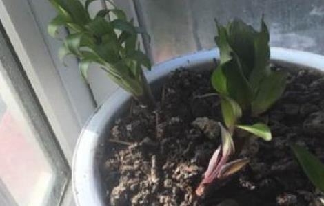 百合花叶片变软打卷，是怎么回事 百合花叶子打卷