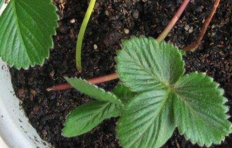 盆栽草莓苗的定植(盆栽草莓苗的定植方法)