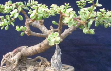金枝玉叶盆景制作技巧(金枝玉叶盆景制作技巧和方法)