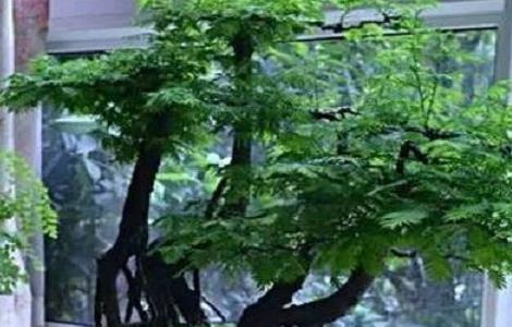 水杉盆景如何养护 水杉盆景养护与管理