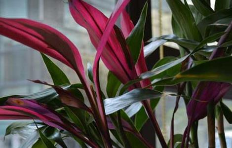 富贵竹栽培技术 富贵竹栽培技术与管理