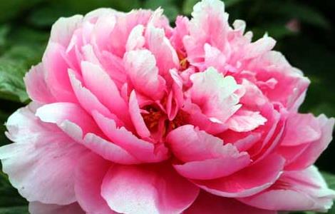 牡丹花语是什么（牡丹花代表什么象征意义）