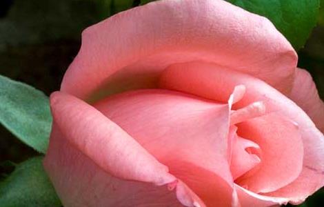 不同颜色和数量的玫瑰花语（玫瑰花各个颜色花语以及数量代表什么含义）