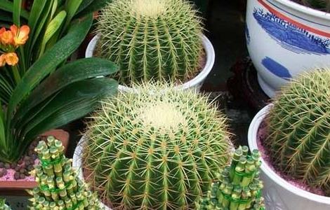 仙人球的作用有哪些?(仙人球的作用有哪些)