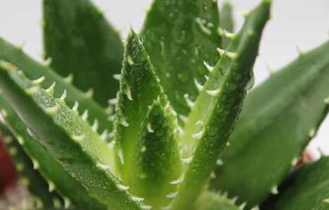 芦荟的功效与作用（芦荟的功效与作用可以去擦脸）