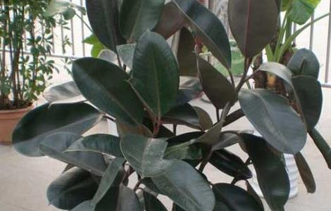 橡皮树发生黄叶掉叶子怎么办 橡皮树黄叶掉叶是怎么回事