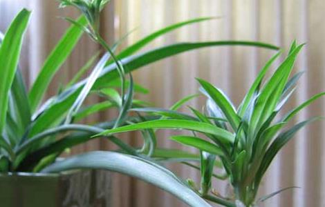 吊兰的作用有哪些(吊兰的作用有哪些图片)