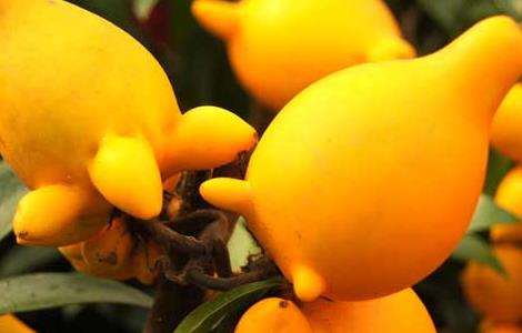 黄金果怎么养（黄金果怎么养?,最佳种植时间?）