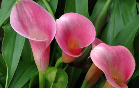 马蹄莲有毒吗 黑色马蹄莲有毒吗