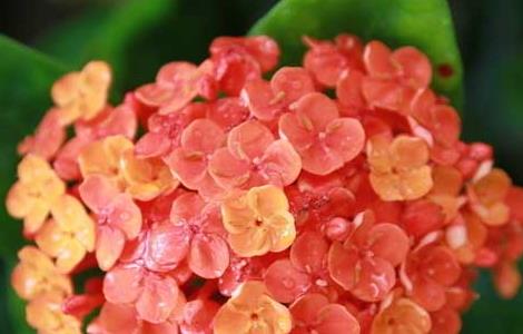 长寿花花语及传说 长寿花语的花