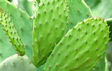 仙人掌的作用有哪些 仙人掌的作用有哪些功效