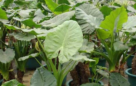 滴水观音有毒吗? 滴水观音有毒吗?适合家养吗?