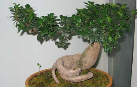 盆景榕树怎么养 盆景榕树怎么养殖方法