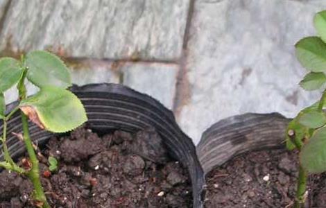 月季花的扦插方法（月季花扦插时间和方法及剪枝时间）