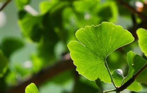 银杏树的特点有哪些 银杏树的特点有哪些作文