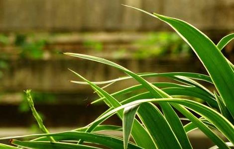 金边吊兰叶尖发黄怎么办 金边吊兰叶子尖发黄怎么回事