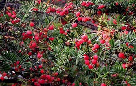 红豆杉种子怎么种（红豆杉种子怎么种植发芽）