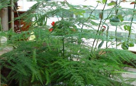 文竹长高怎么办 文竹一直长高怎么办