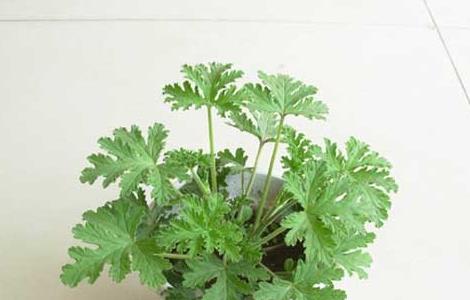 驱蚊草的养殖方法与注意事项 碰碰香叶子发黄了怎么办