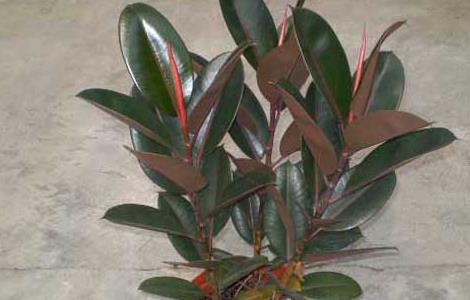 橡皮树的扦插方法（橡皮树的扦插方法和时间）