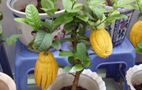 佛手的盆栽技术（佛手花盆栽）