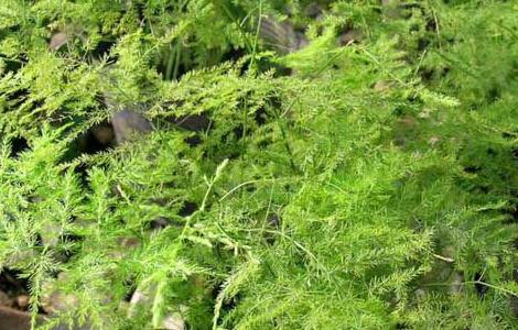 文竹的花语是什么（文竹的花语是什么,文竹开花寓意什么兆头）