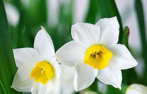 关于水仙花的诗歌有哪些（关于水仙花的诗歌有哪些三年级）