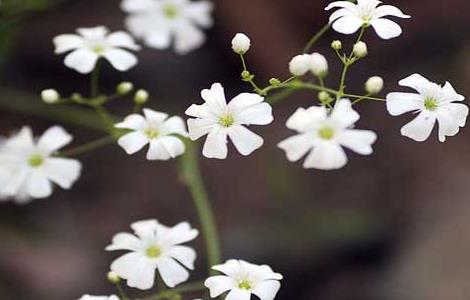 满天星怎么养(满天星怎么养护)