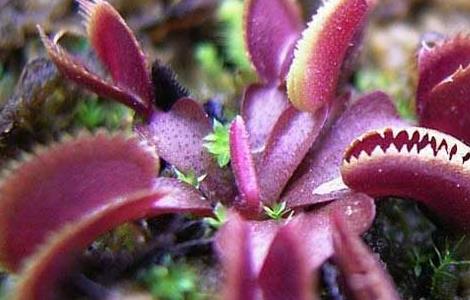 食虫草的种植方法（食虫草的种植方法视频）