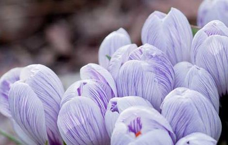 紫色郁金香的花语和故事传说（紫色郁金香的花语和故事传说有哪些）