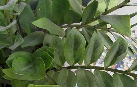 金钱树的繁殖方法（金钱树繁殖）