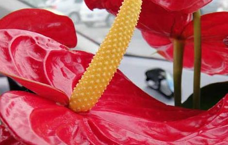 红掌有毒吗 红掌有毒吗能放卧室吗