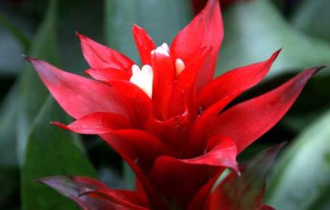 凤梨花的作用有哪些（凤梨的作用是什么）