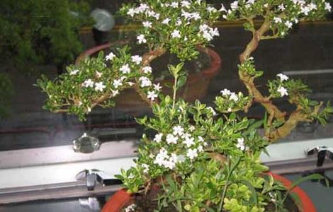 六月雪盆景养护与图片欣赏 六月雪盆景精品图片
