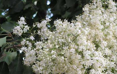 六月雪的养殖方法(六月雪盆景的养殖方法)