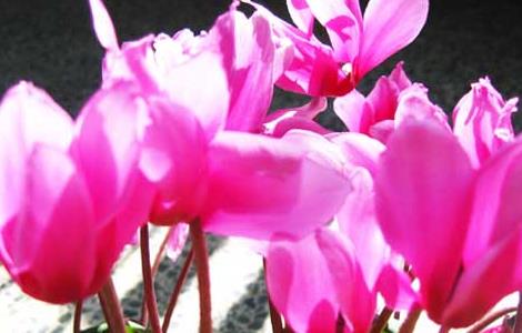 仙客来叶子发黄的原因及解决办法 仙客来叶子发黄的原因及处理方法